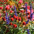 Wildflora in Südtirol