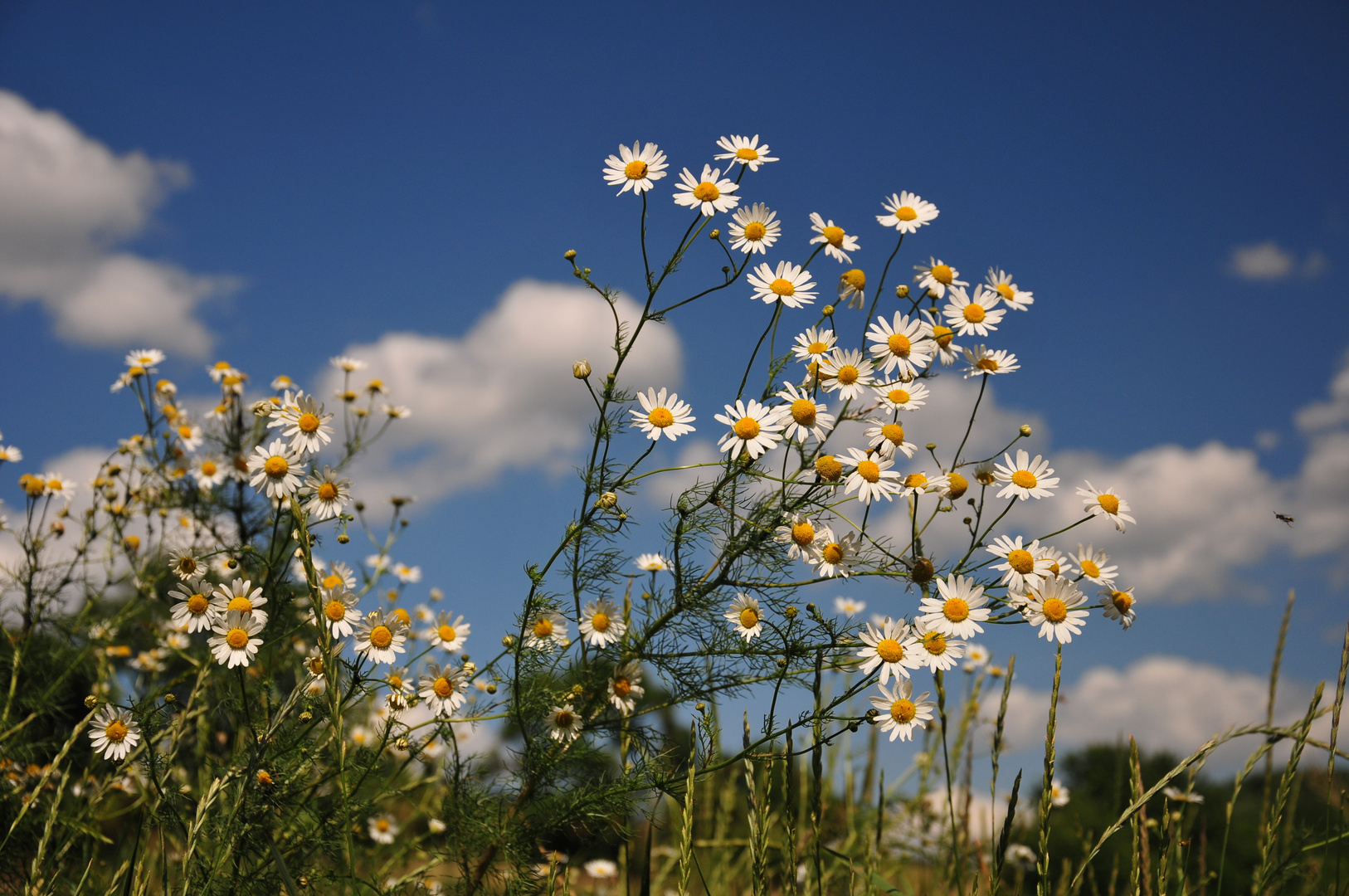 Wildflower