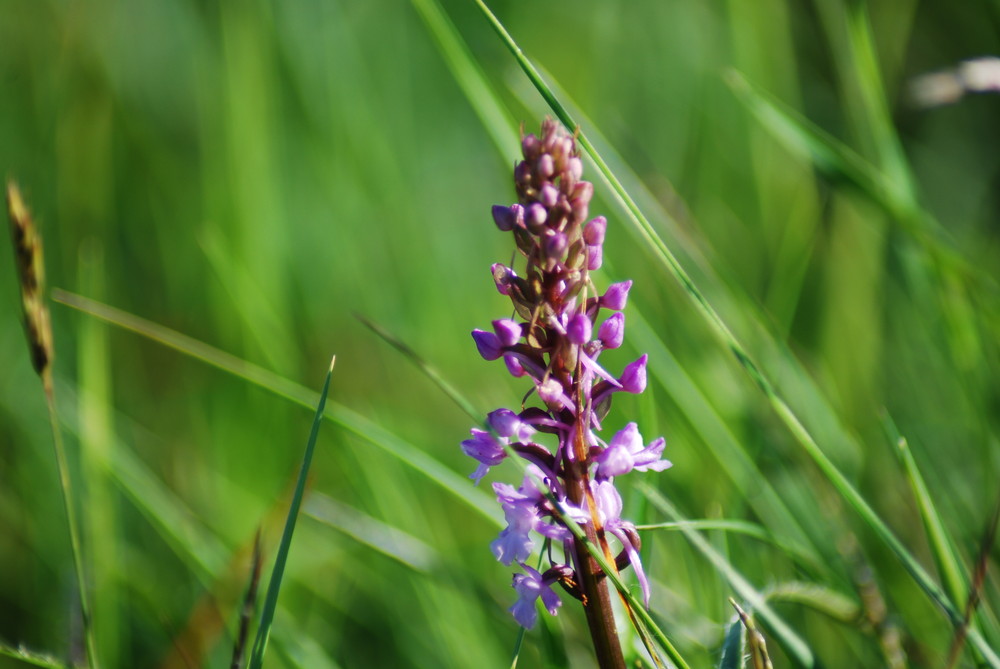 Wildflower Alps Alpen