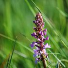 Wildflower Alps Alpen