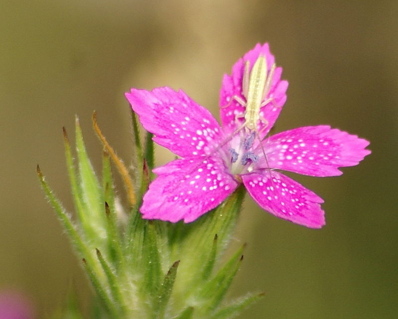 Wildflower and friend