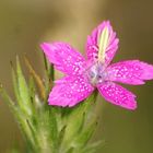 Wildflower and friend