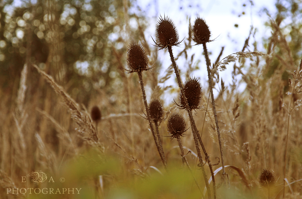 Wildflower....