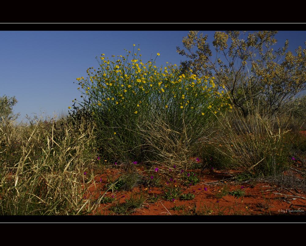 Wildflower II