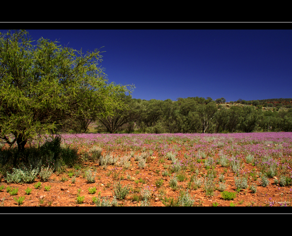 Wildflower IV