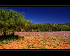 Wildflower IV