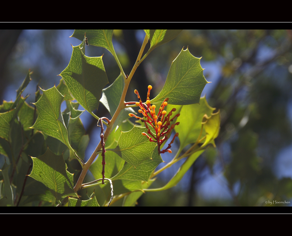 Wildflower IX