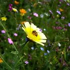 Wildflower Meadow