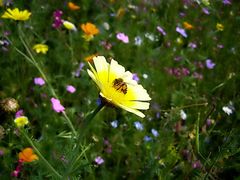 Wildflower Meadow