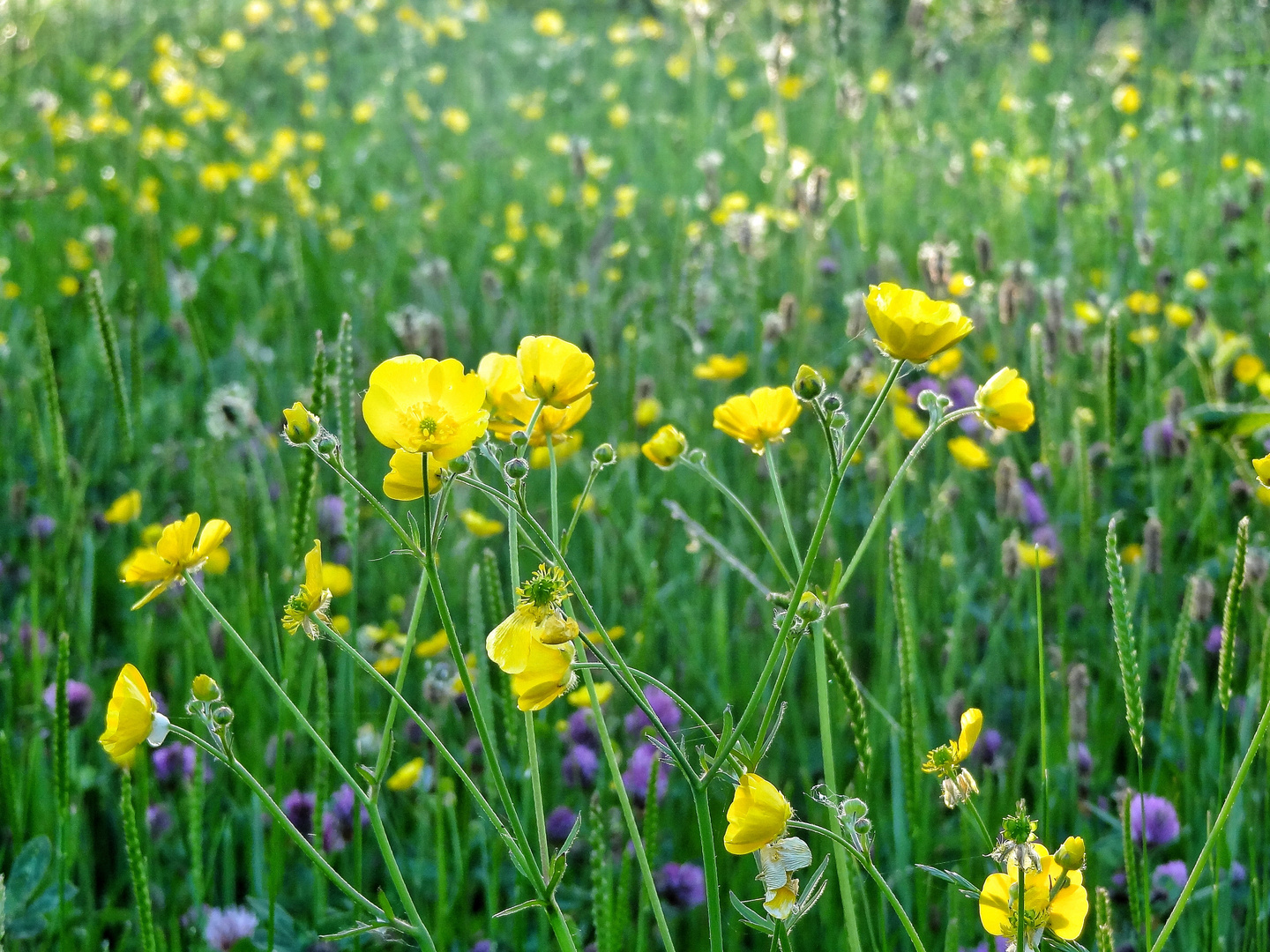 Wildflower Meadow