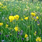 Wildflower Meadow