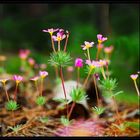 wildflower - sequoia national park