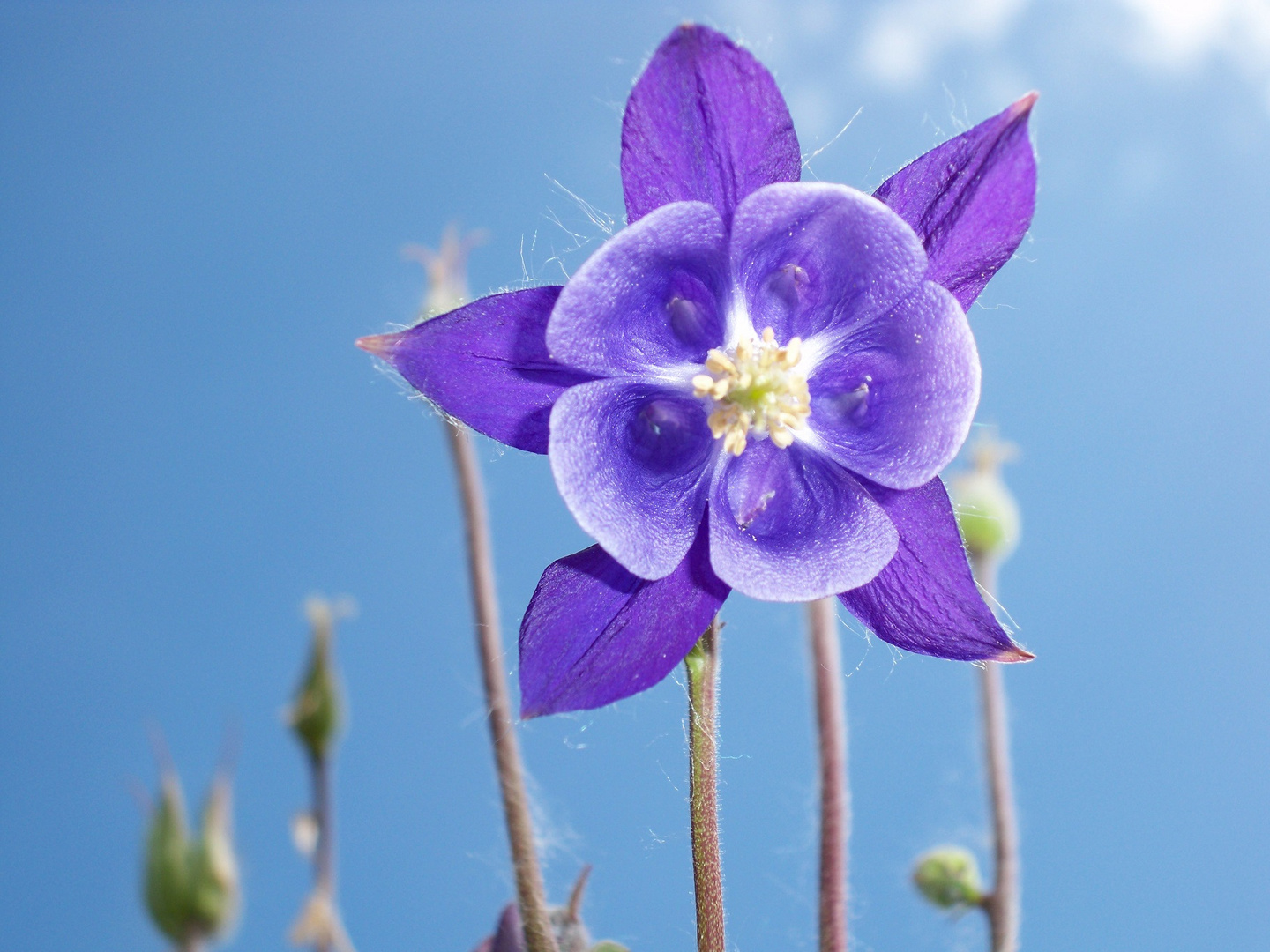 Wildflower to the Sky