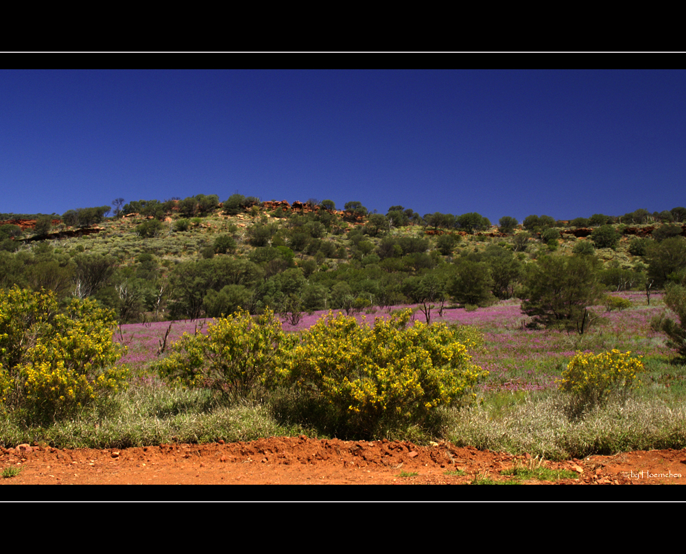 Wildflower V