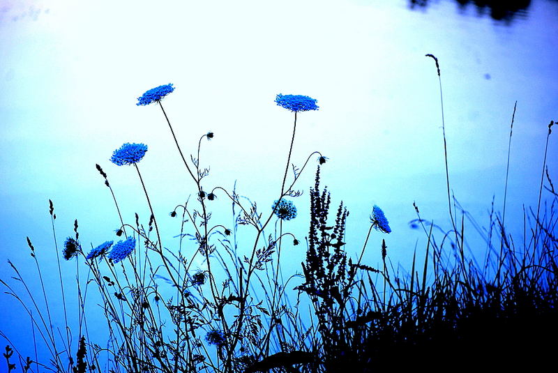 Wildflowers