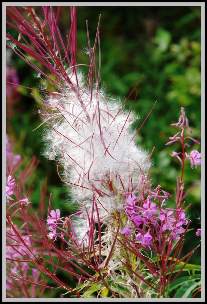 WILDFLOWERS