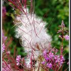 WILDFLOWERS