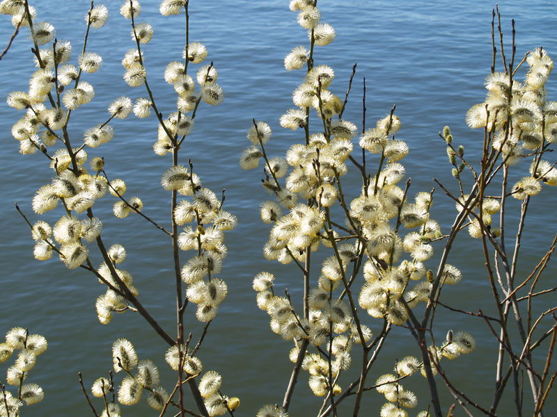 Wildflowers 1