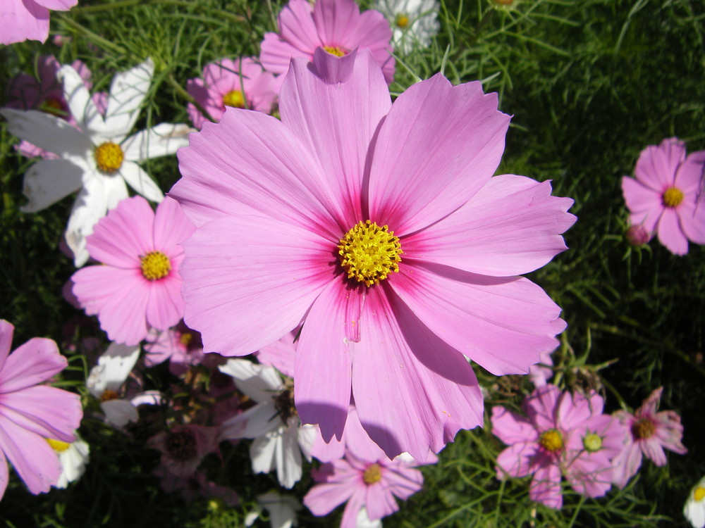 Wildflowers