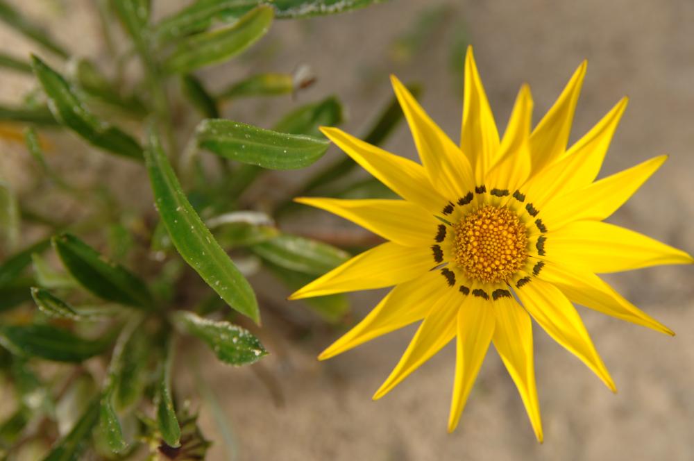 Wildflowers