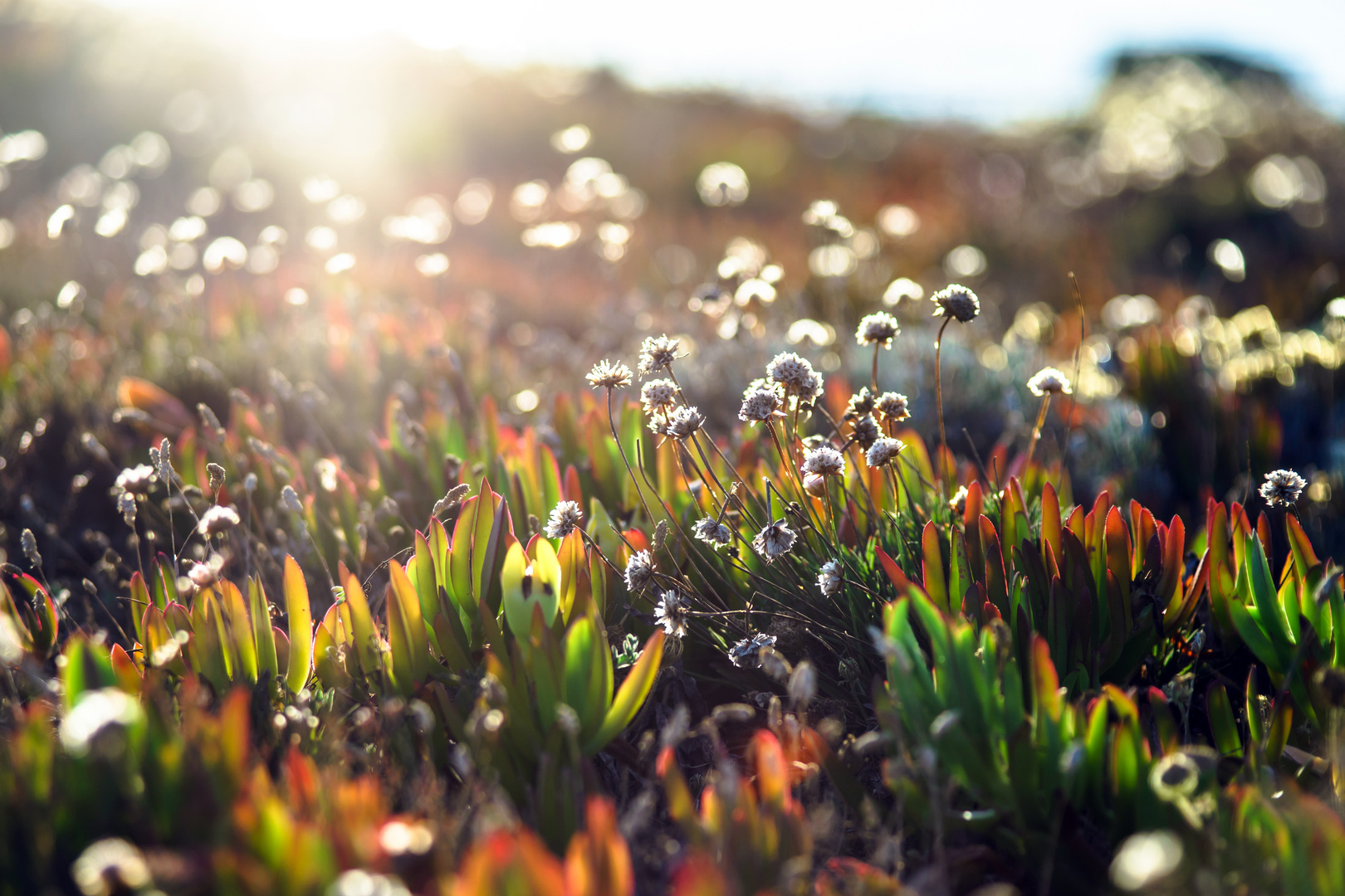 Wildflowers