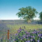 Wildflowers