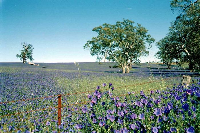 Wildflowers