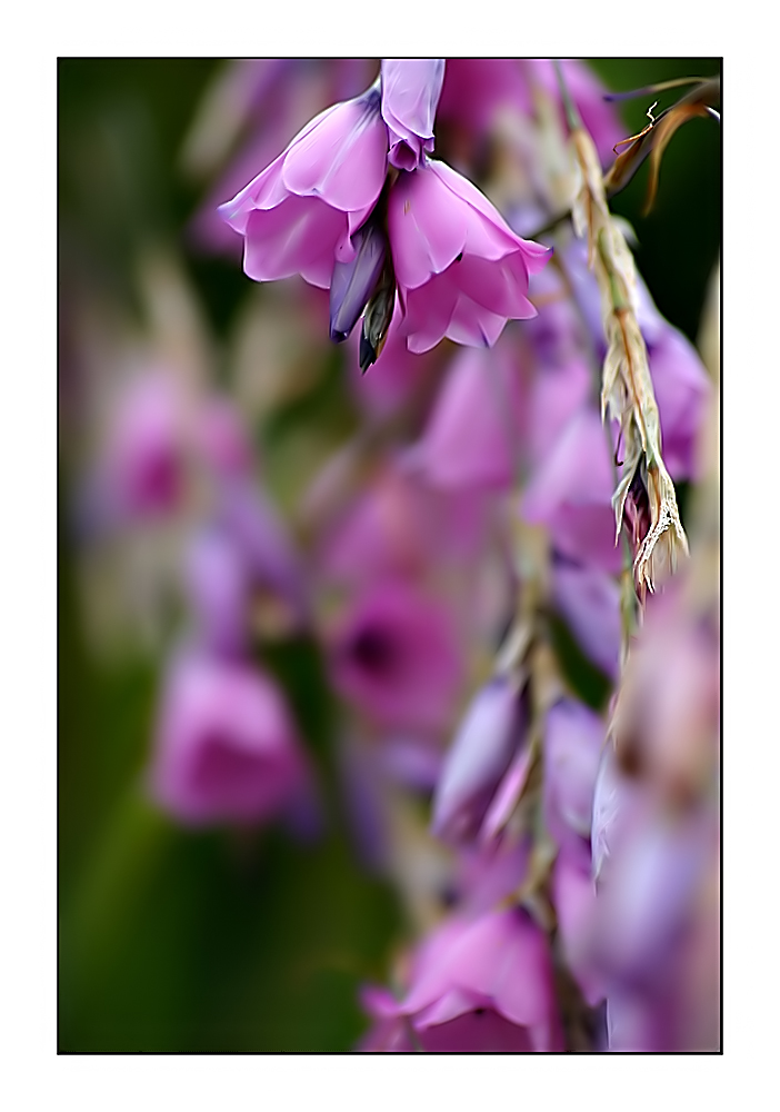 Wildflowers