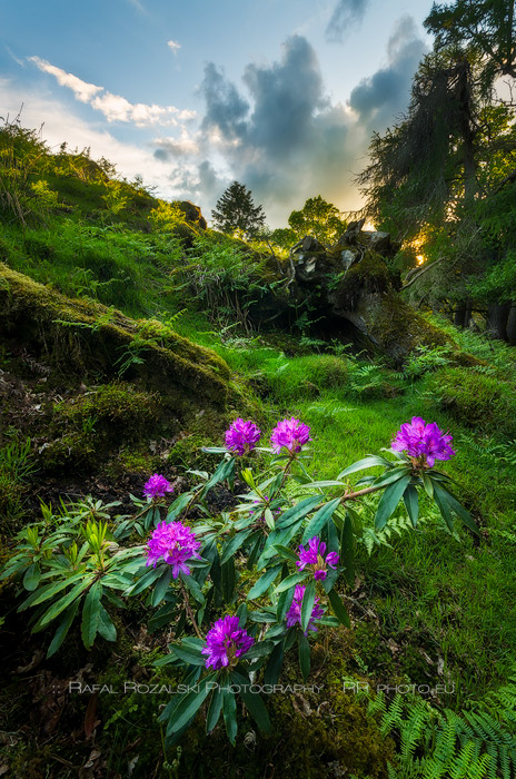 Wildflowers