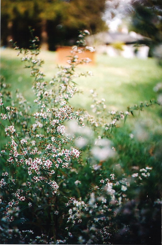 Wildflowers