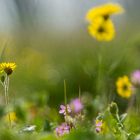 Wildflowers