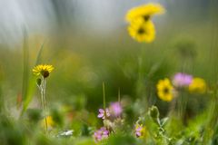 Wildflowers