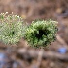 wildflowers