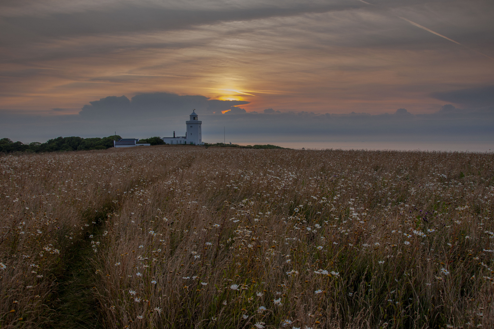 Wildflowers after Sunrise.