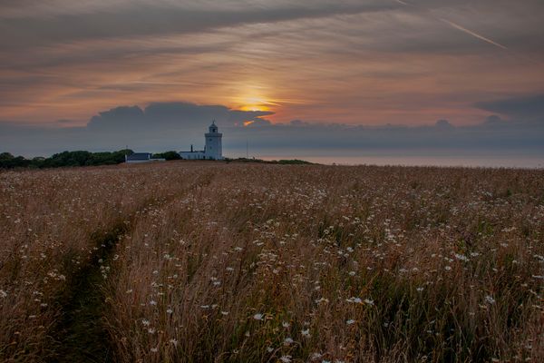 Wildflowers after Sunrise.