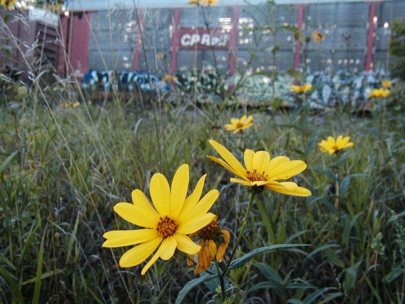 Wildflowers at the Train Stop