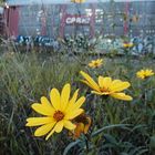 Wildflowers at the Train Stop