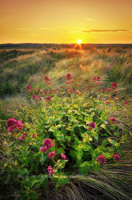 Wildflowers