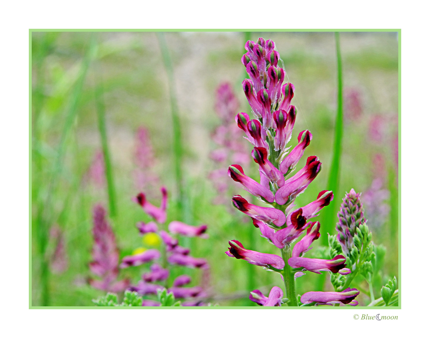 Wildflowers