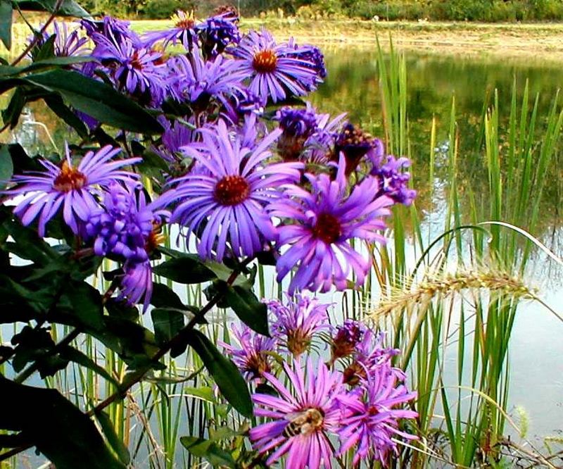 wildflowers by pond