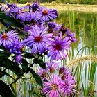 wildflowers by pond