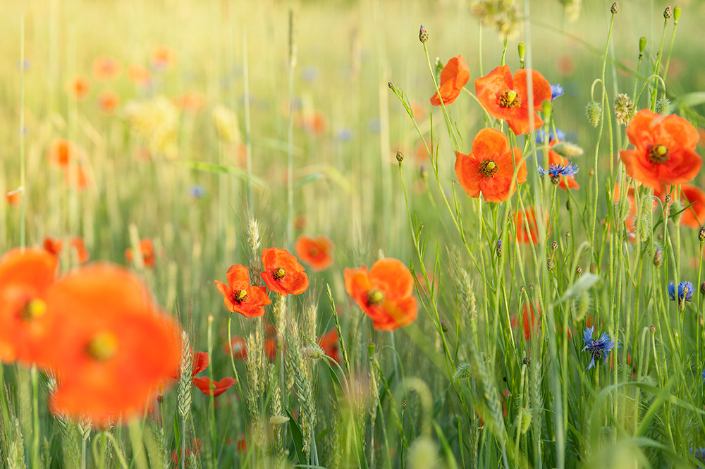 Wildflowers