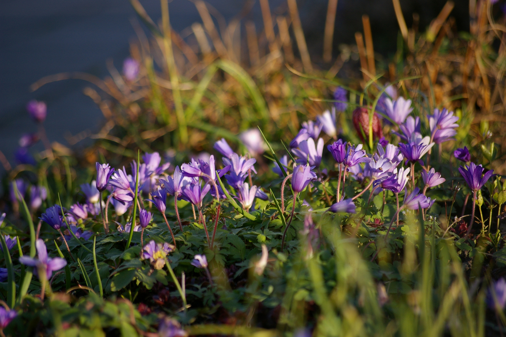 Wildflowers