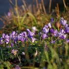 Wildflowers