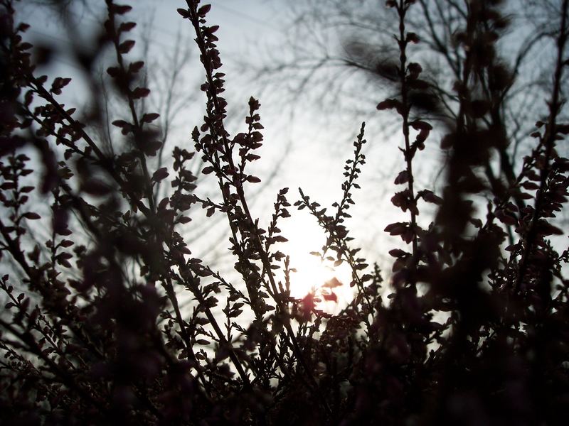 wildflowers