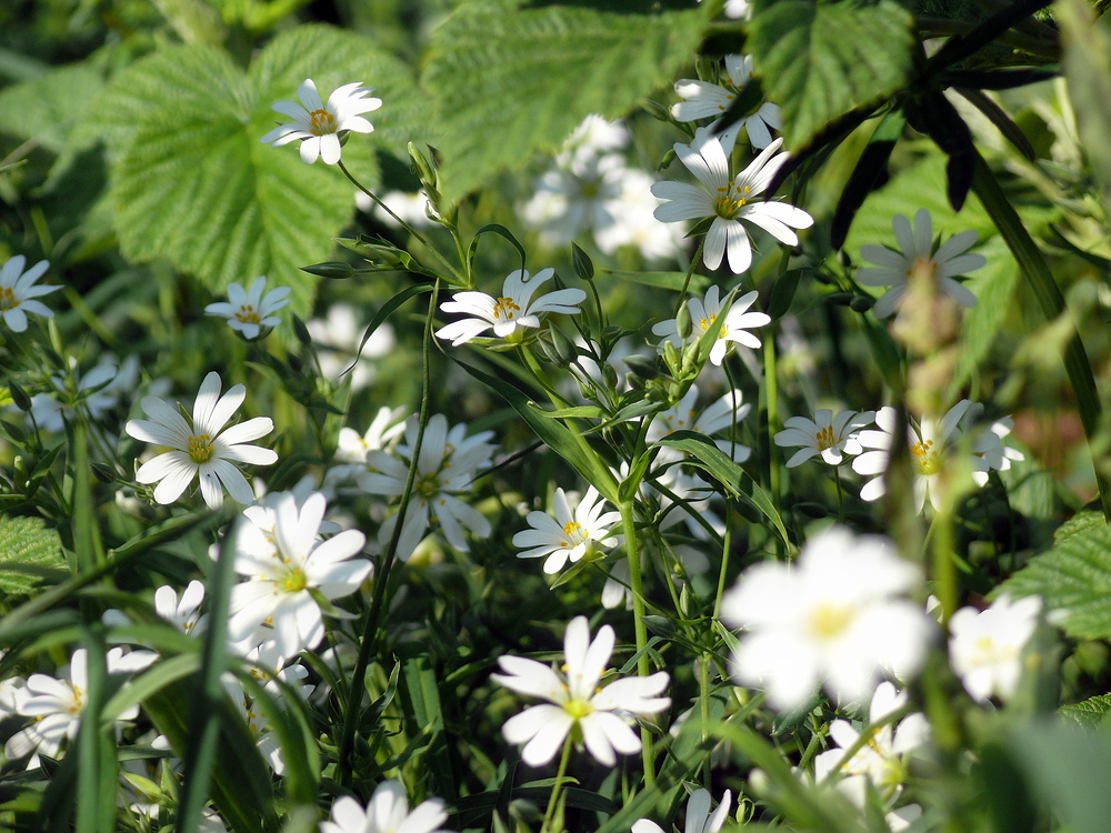 Wildflowers