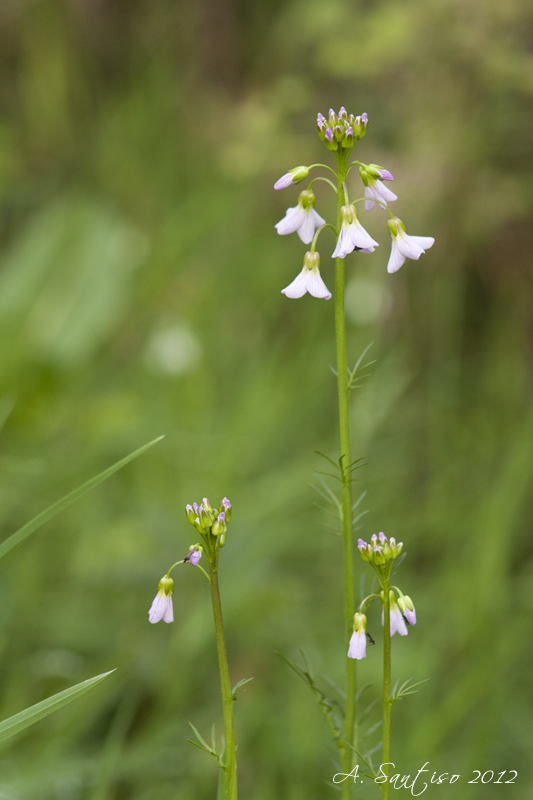 wildflowers