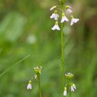 wildflowers