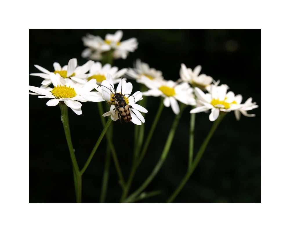 Wildflowers