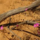 Wildflowers ....